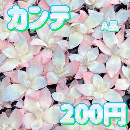 カンテ　A品　プラグ苗