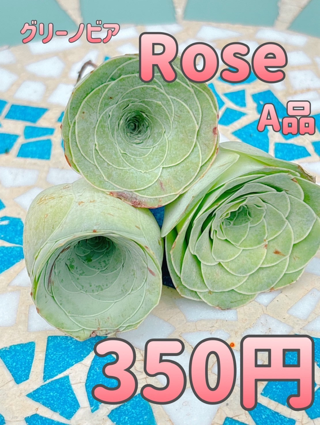 グリーノビア　Rose A品