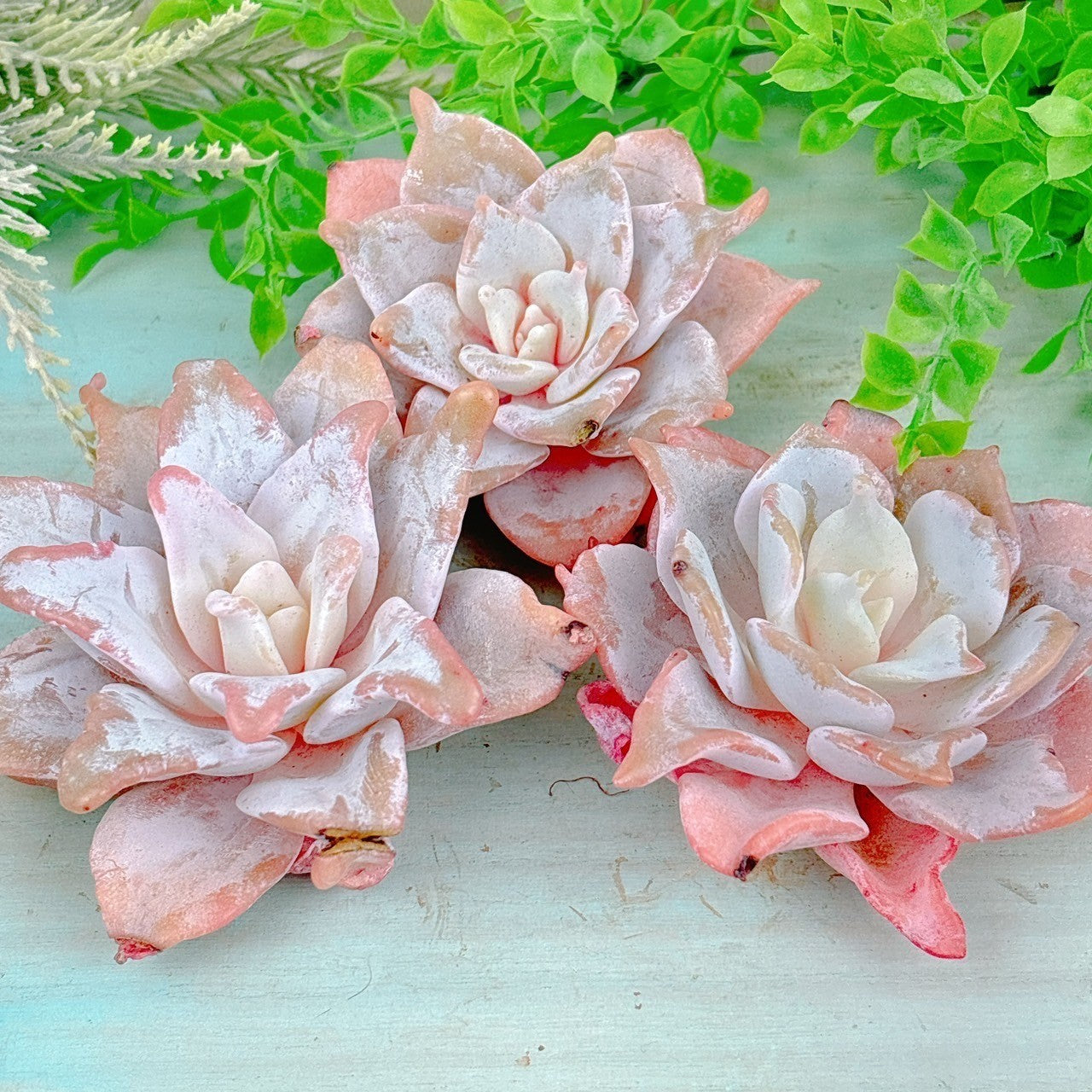 クィーンクラウン 特級品 – Bull Succulent