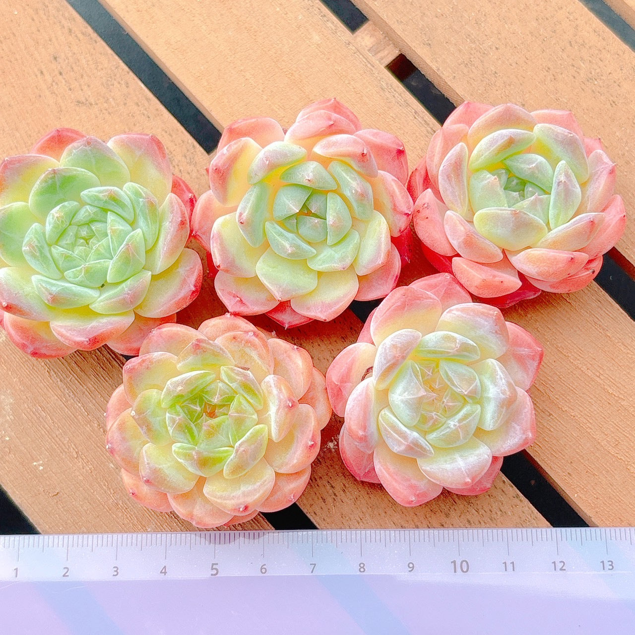 アイスソール　A品