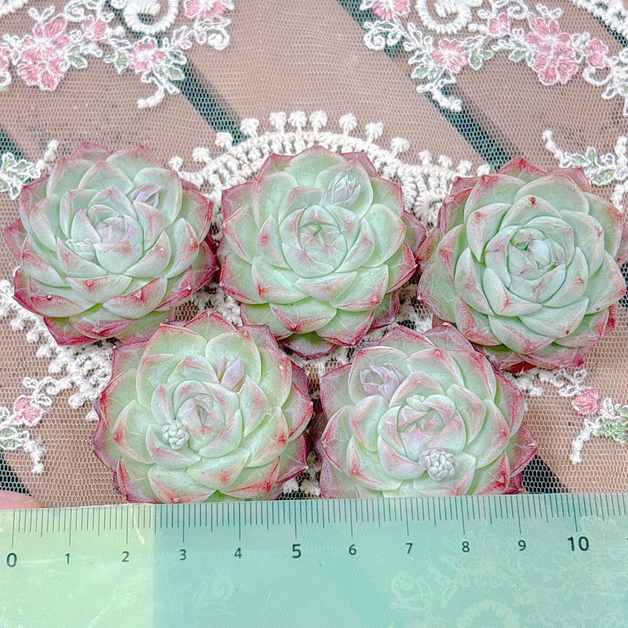 ローズフェアリー A品 – Bull Succulent