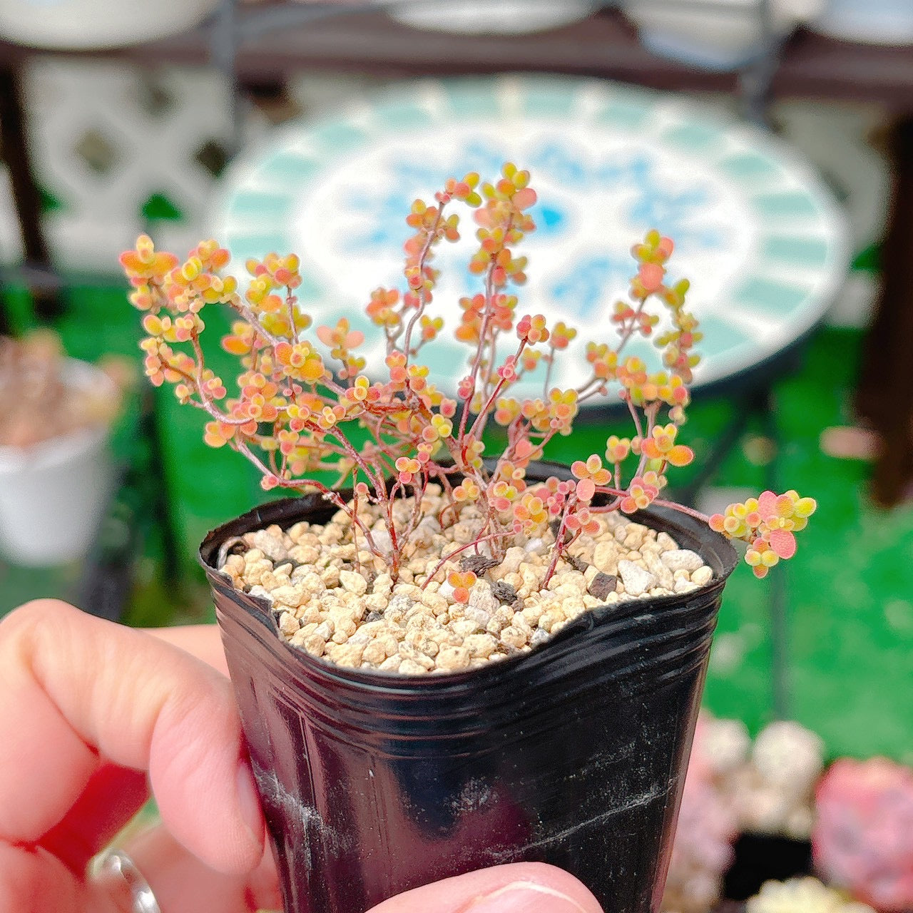 ドロサンテマム　グロボーサム　A品　24