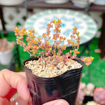 ドロサンテマム　グロボーサム　A品　24