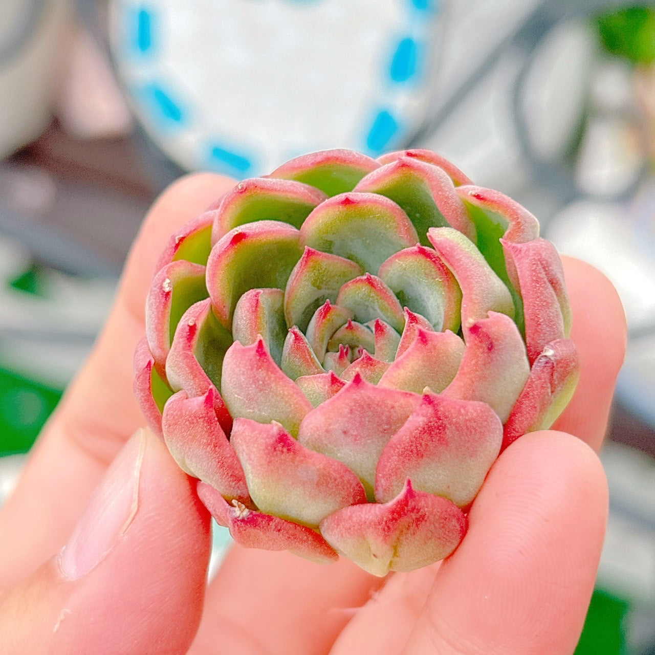 シルエット×ムーンストーン A品 – Bull Succulent