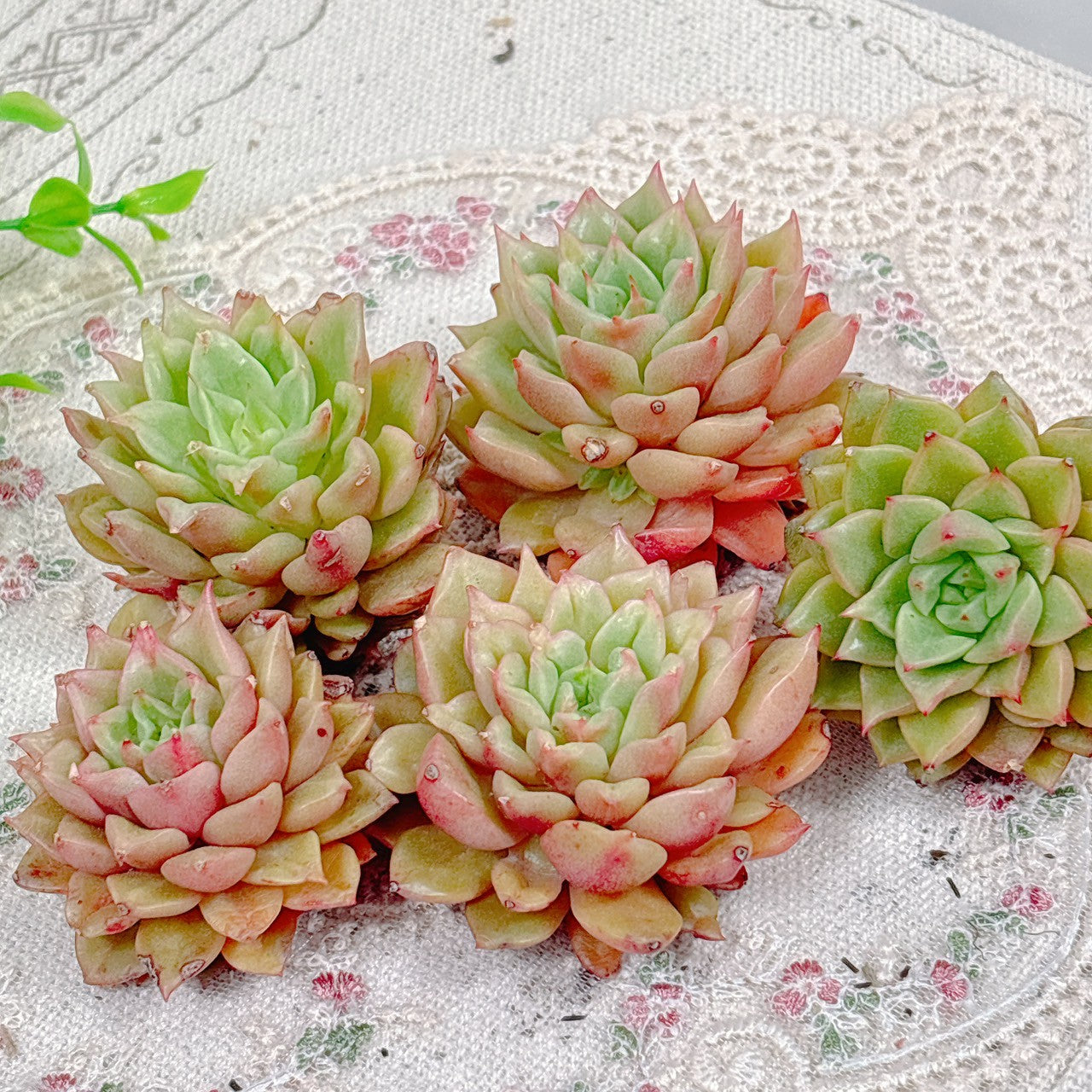 商品一覧 – Page 3 – Bull Succulent 商品一覧 – Page 3 – Bull Succulent