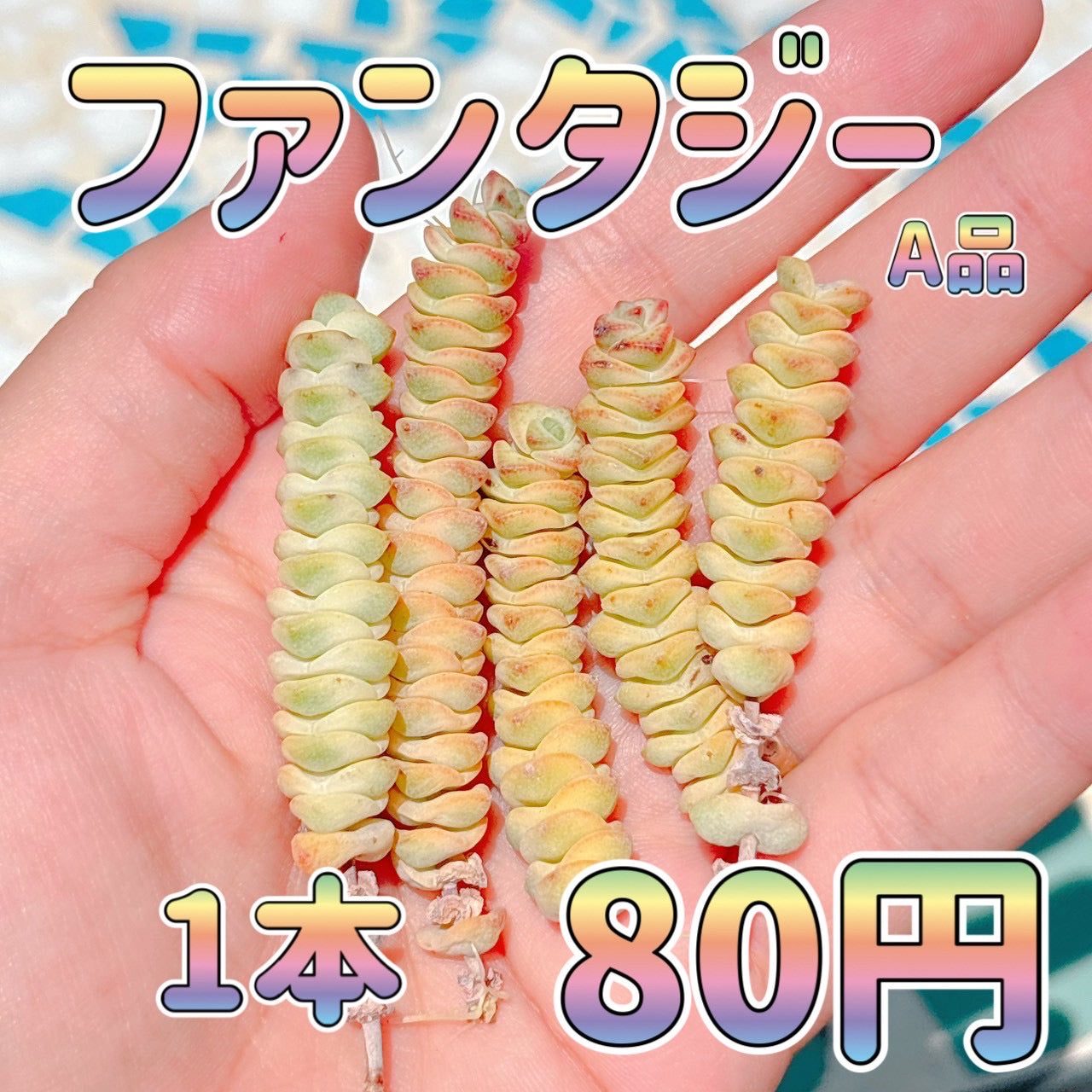 ファンタジー 1本　A品