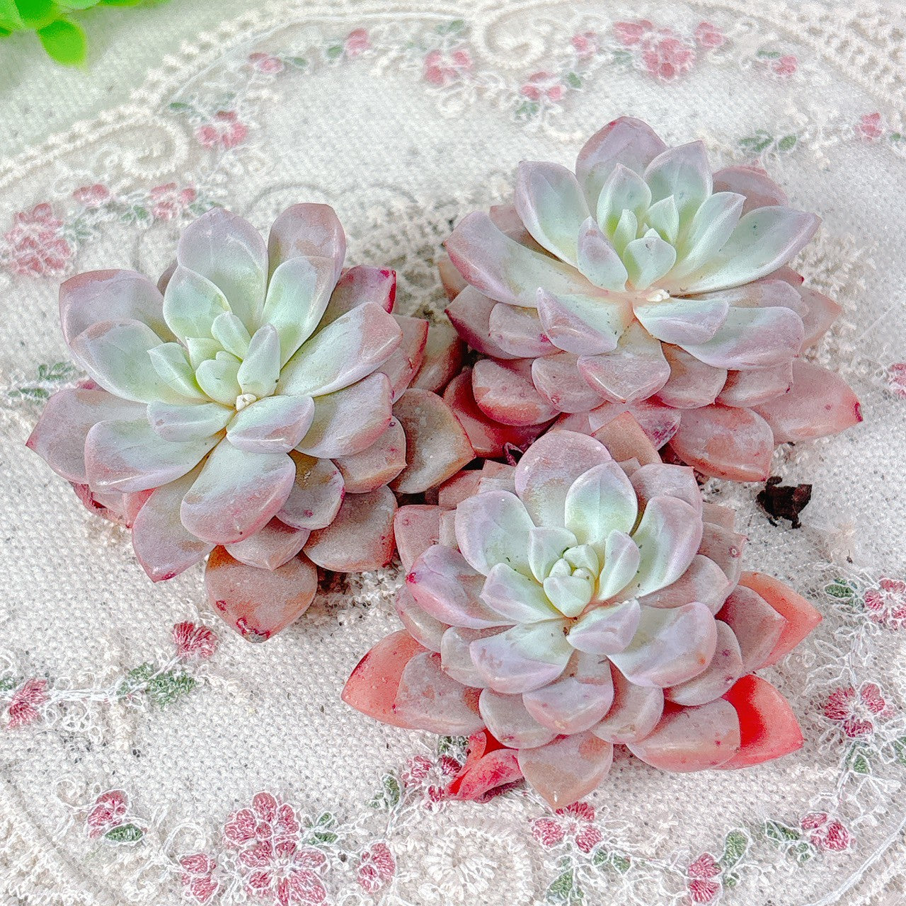 エケベリア – Bull Succulent エケベリア – Bull Succulent