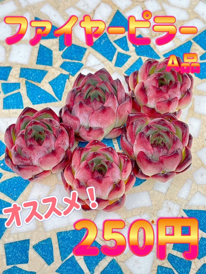 ファイヤーピラー　A品　中サイズ