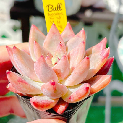 ウェディングリング　特級品　32