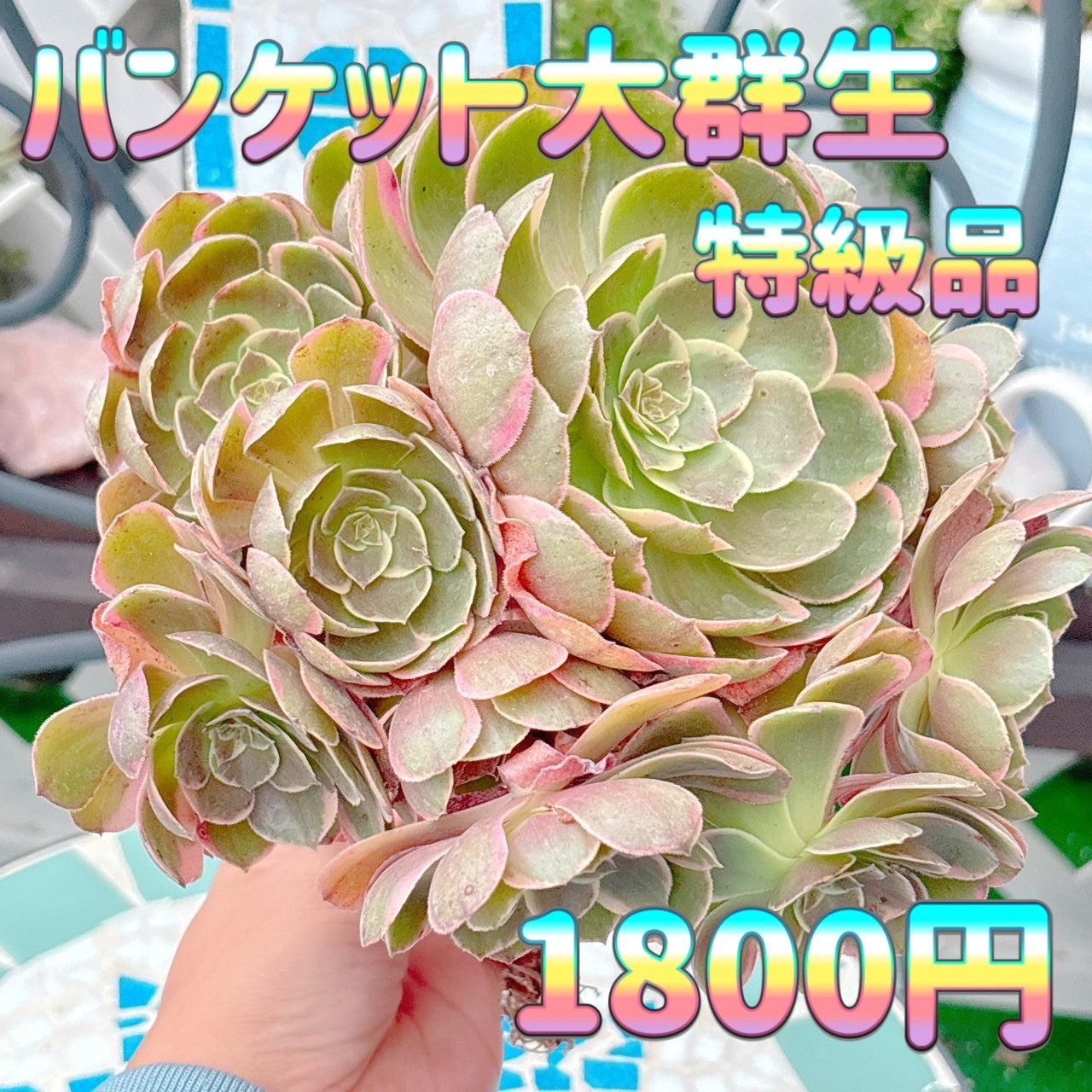 バンケット　大群生　特級品
