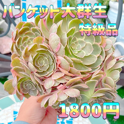 バンケット　大群生　特級品
