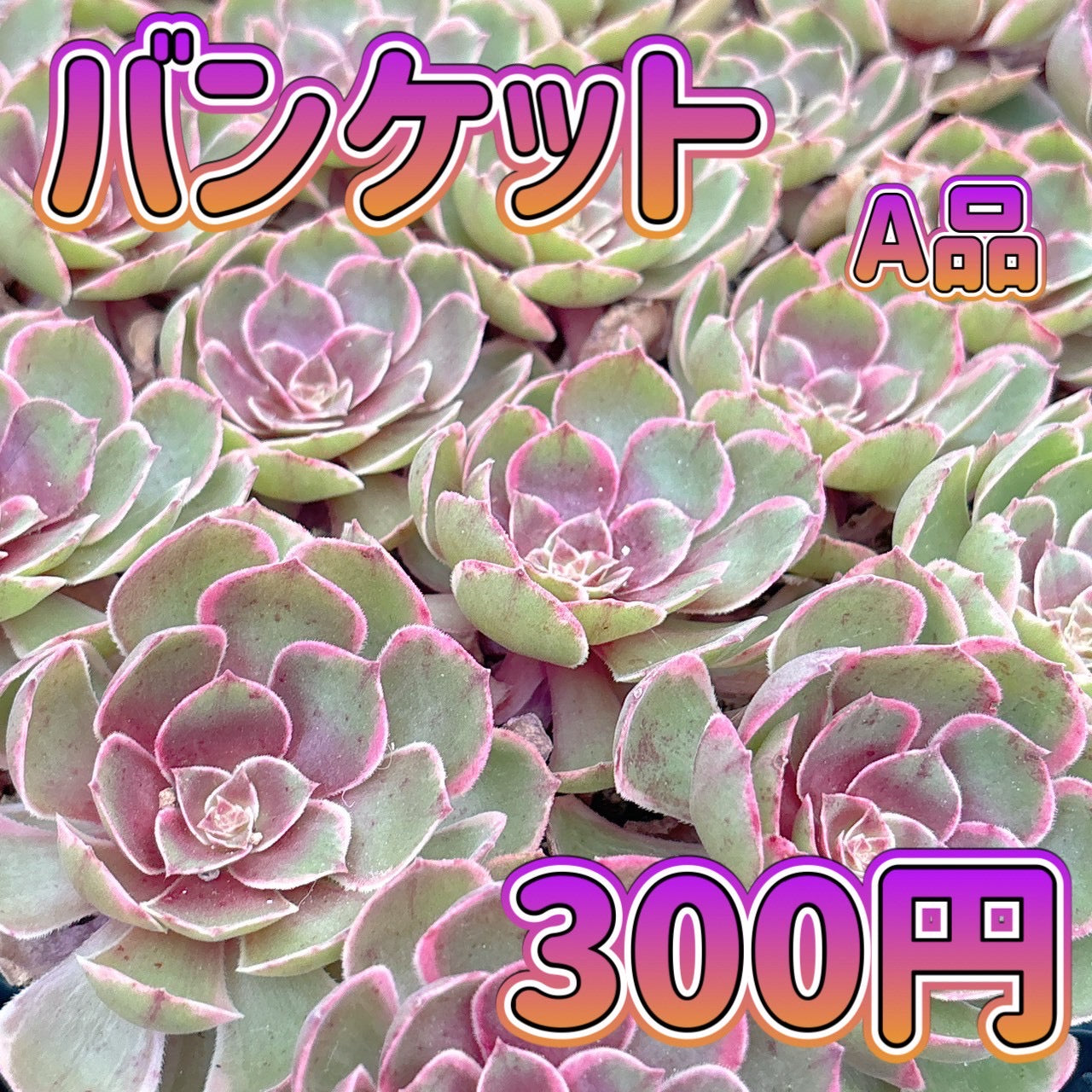 バンケット　A品