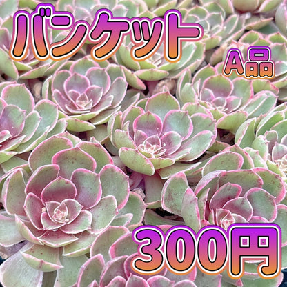 バンケット　A品