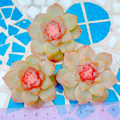 ライチパウダー　A品