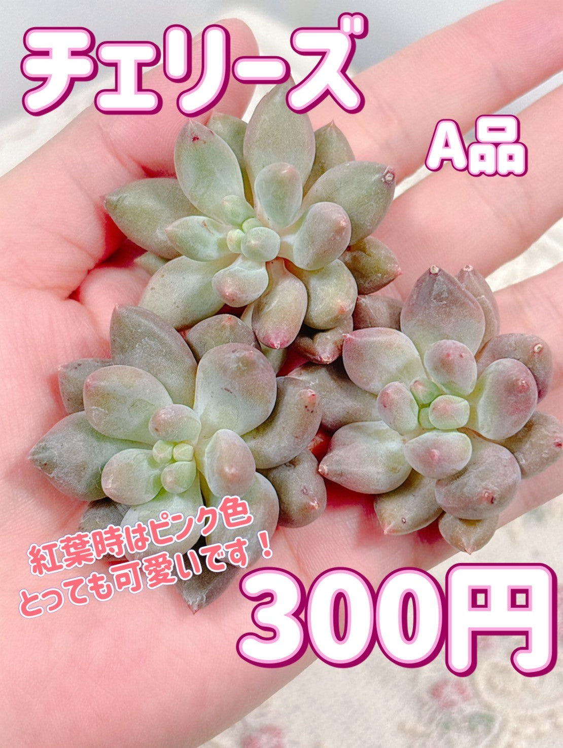 商品一覧 – Page 3 – Bull Succulent
