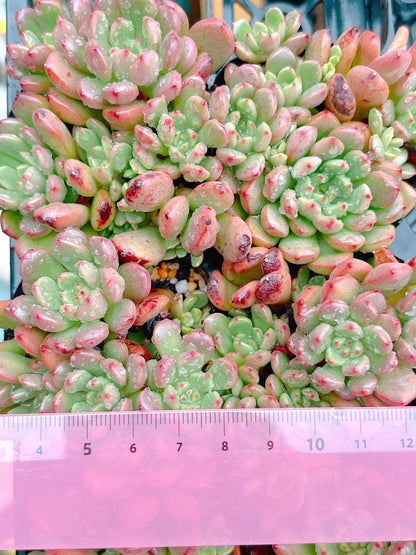 ピンクルルビー　群生　A品