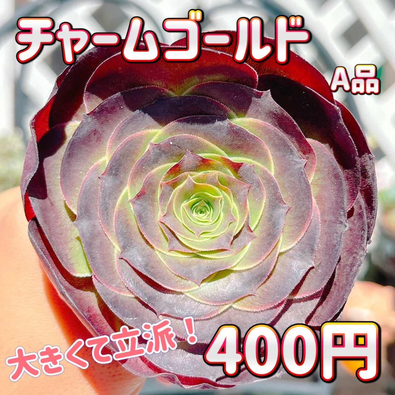 チャームゴールド　A品