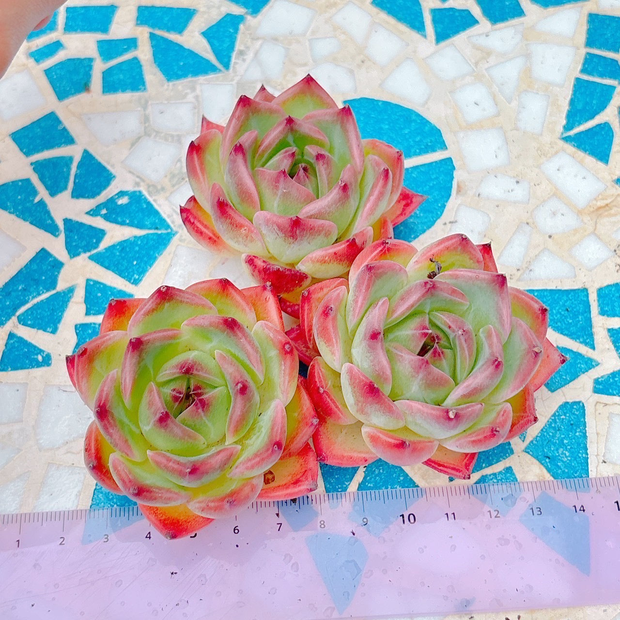 フローラ　特級品