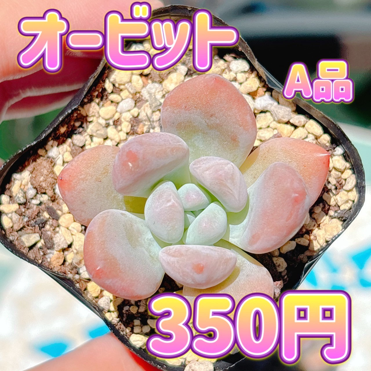 オービット　A品