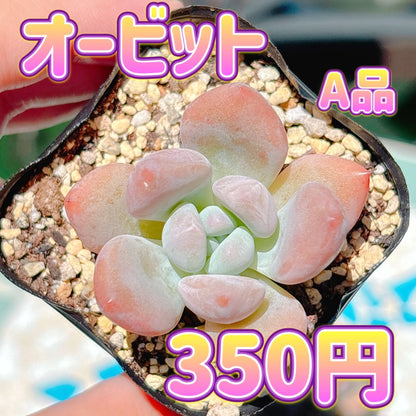 オービット　A品