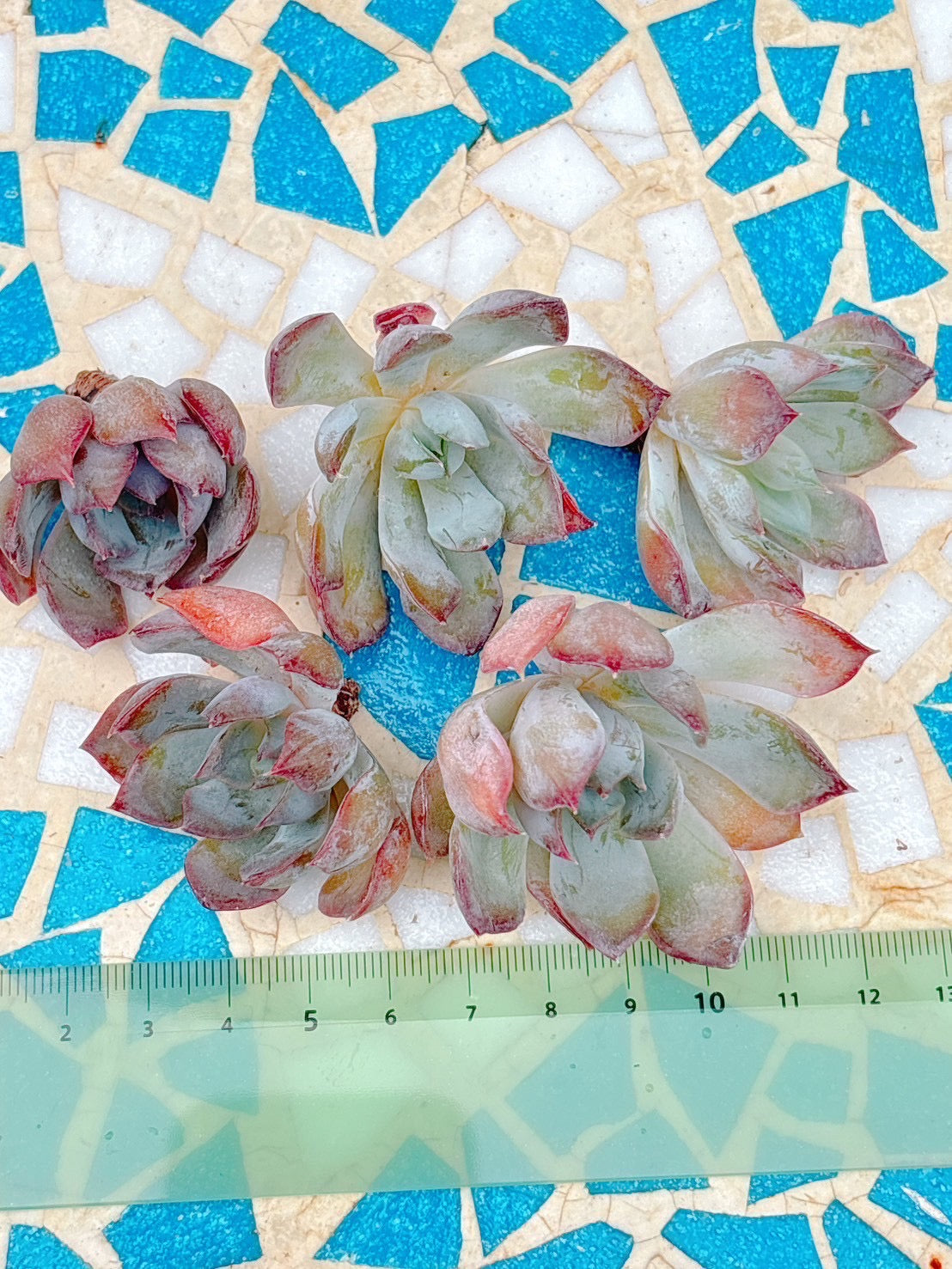 ダークアイス　A品