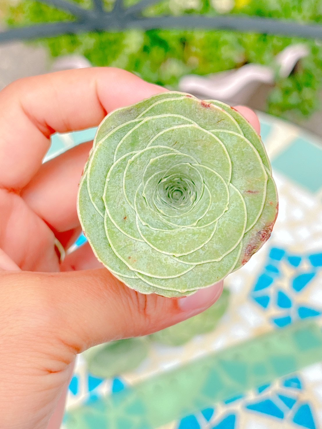 グリーノビア　Rose A品