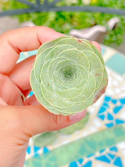 グリーノビア　Rose A品