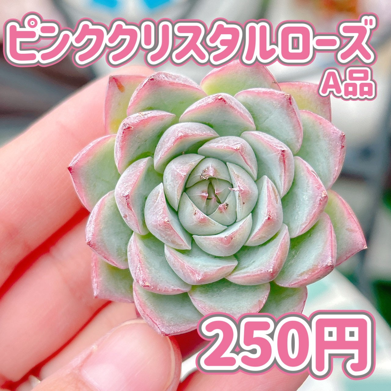 ピンククリスタルローズ　A品