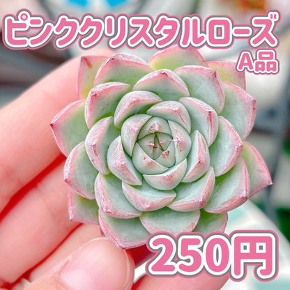 ピンククリスタルローズ　A品