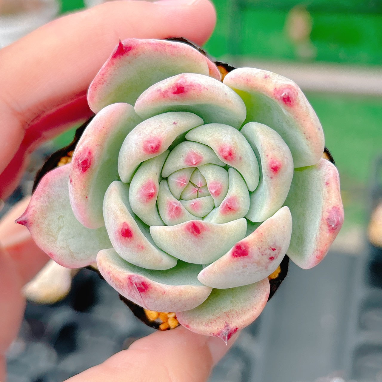 チワワエンシス　A品　26
