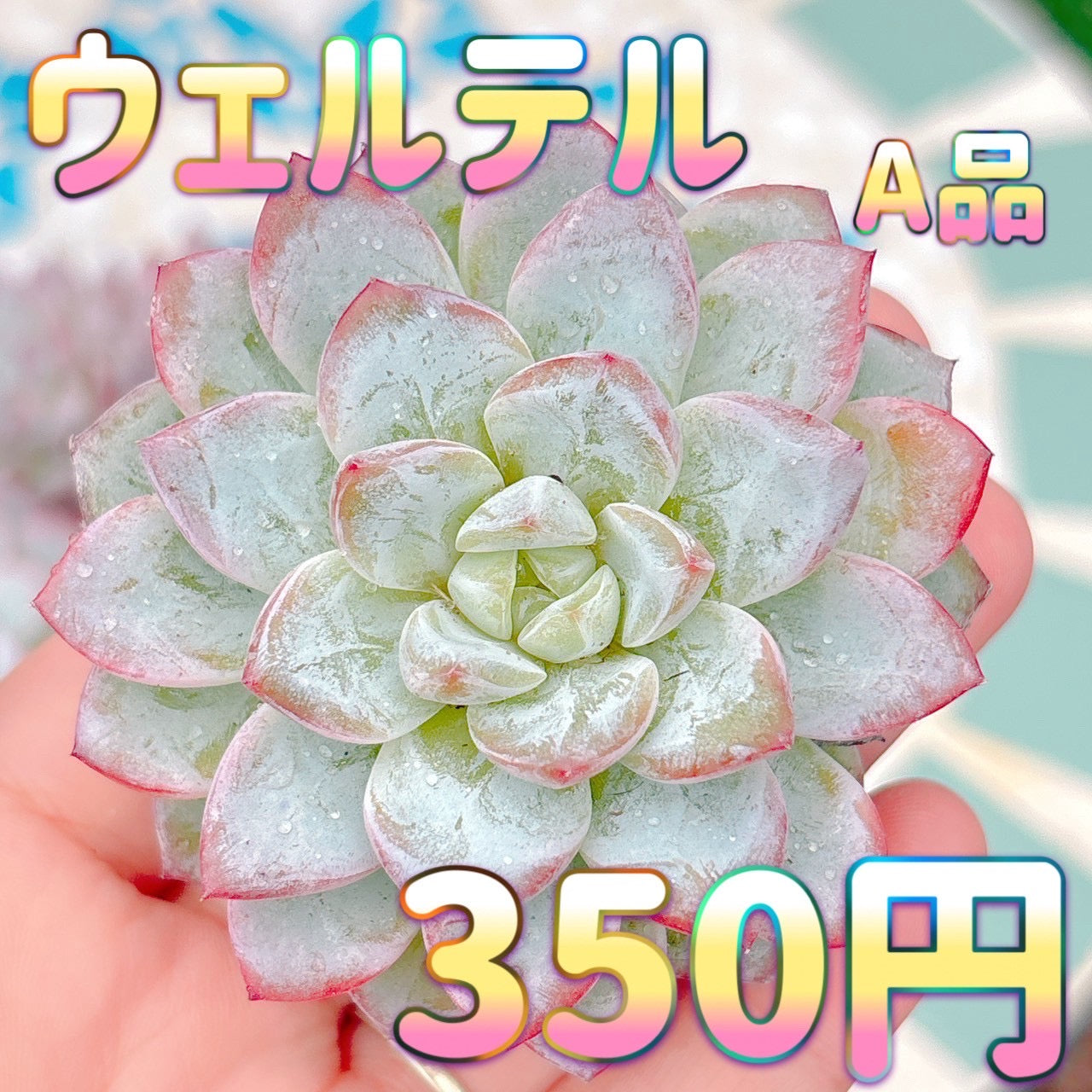 ウェルテル　A品