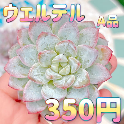 ウェルテル　A品