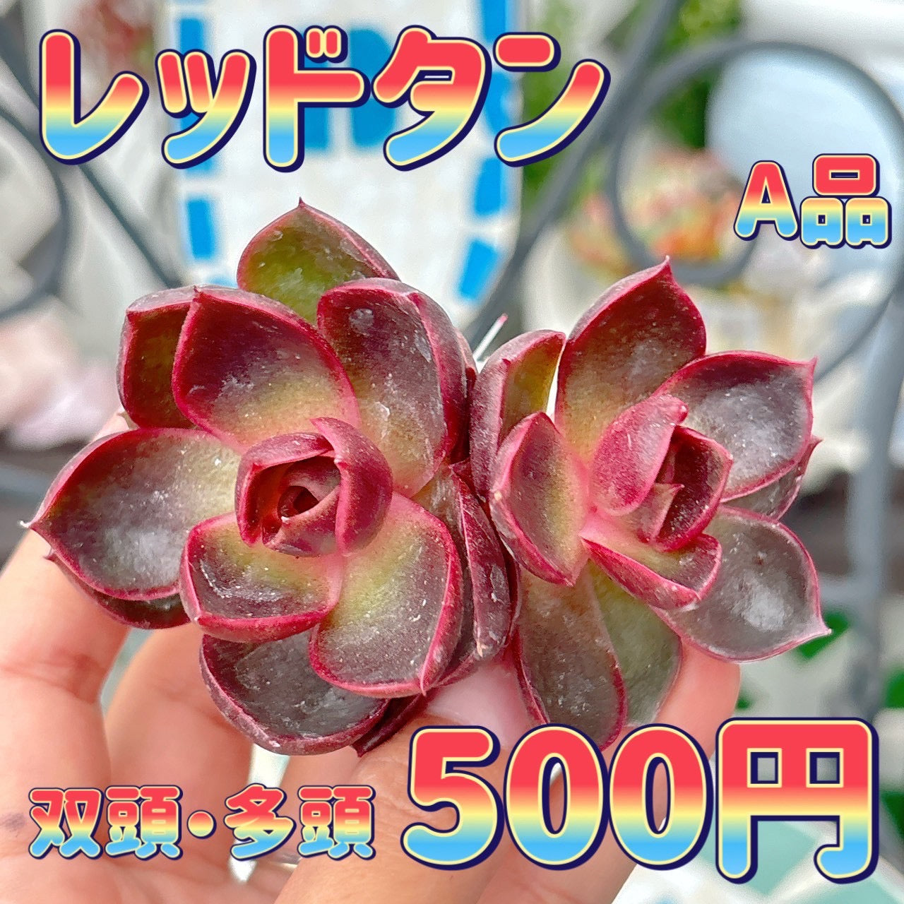赤紫色の多肉植物 中型鉢*3 赤紫色の多肉植物 中型鉢*3 赤紫色の多肉植物 中型鉢