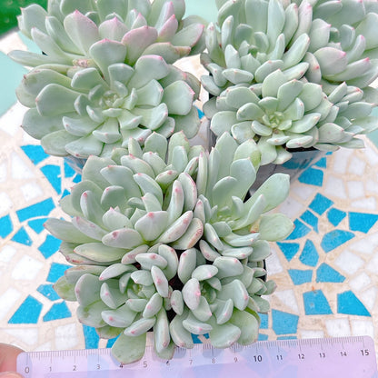 名無し　A品
