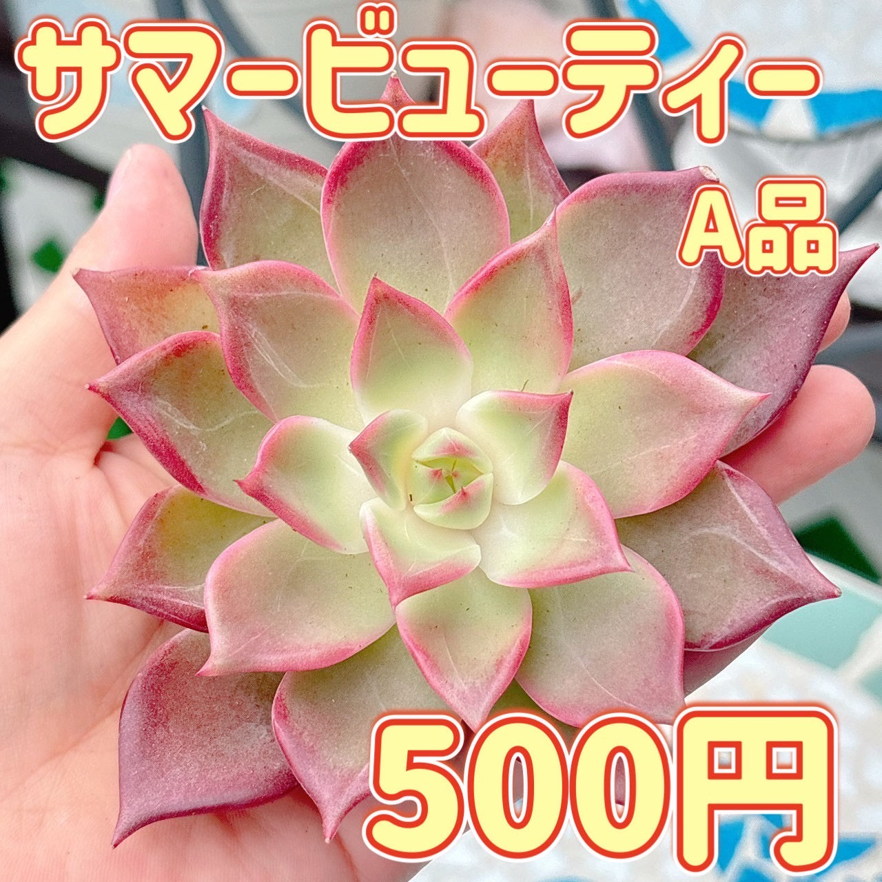 サマービューティー　A品