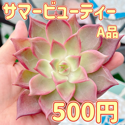 サマービューティー　A品