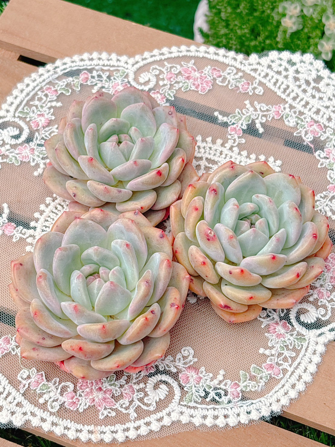 アリエル　特級品