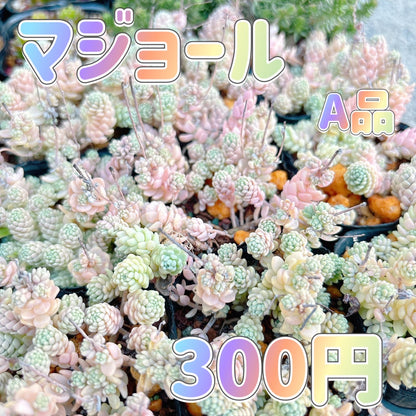 マジョール　A品