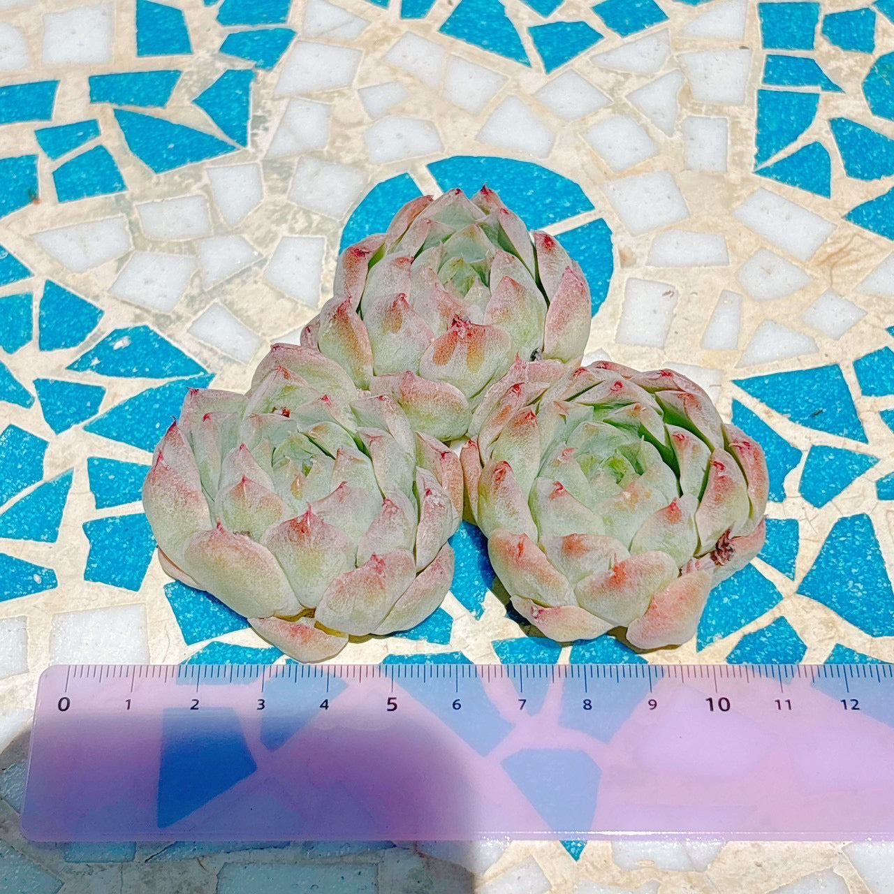 クィーンオブピーチ　A品　中苗