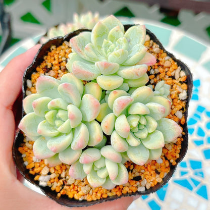 氷の花　特級品　