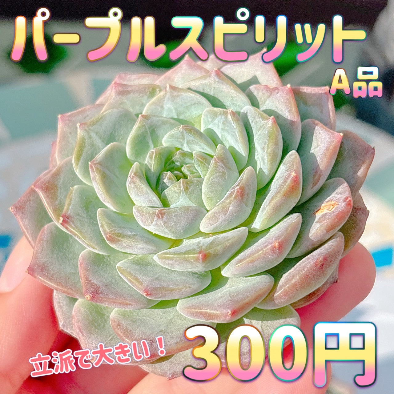 パープルスピリット　A品