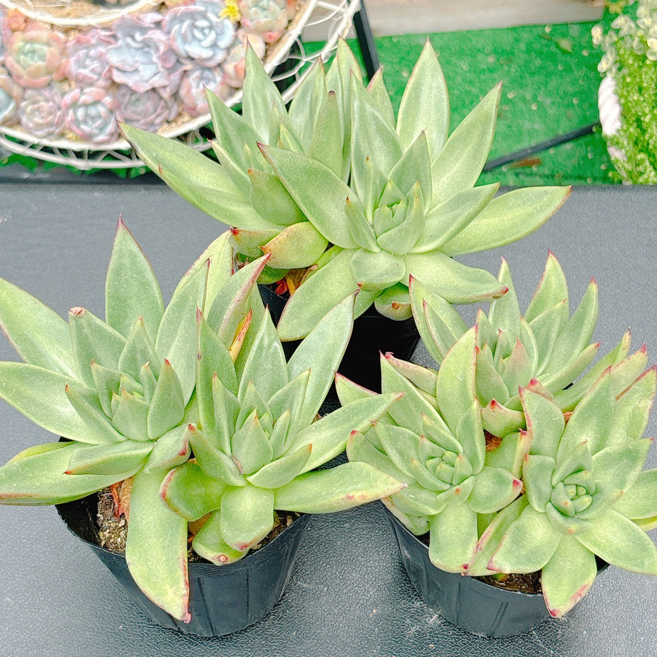 チャレンジストーリー　A品