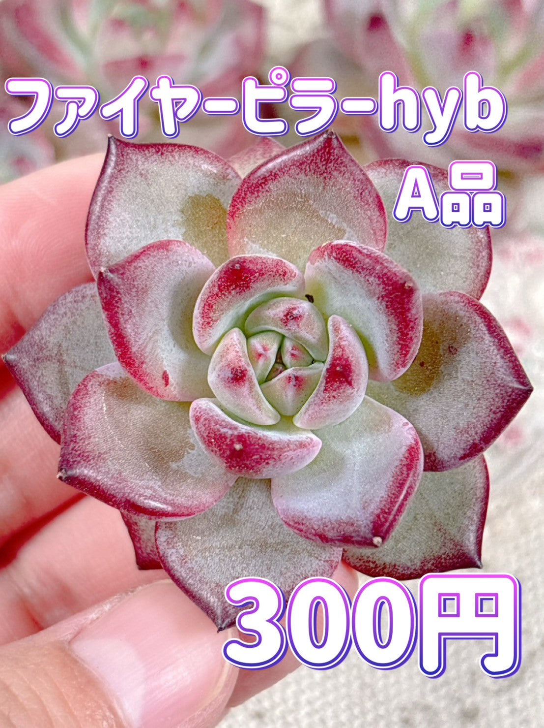 注目ショップ・ブランドのギフト エケベリア Succulent Bull – 2 Page – その他多肉植物