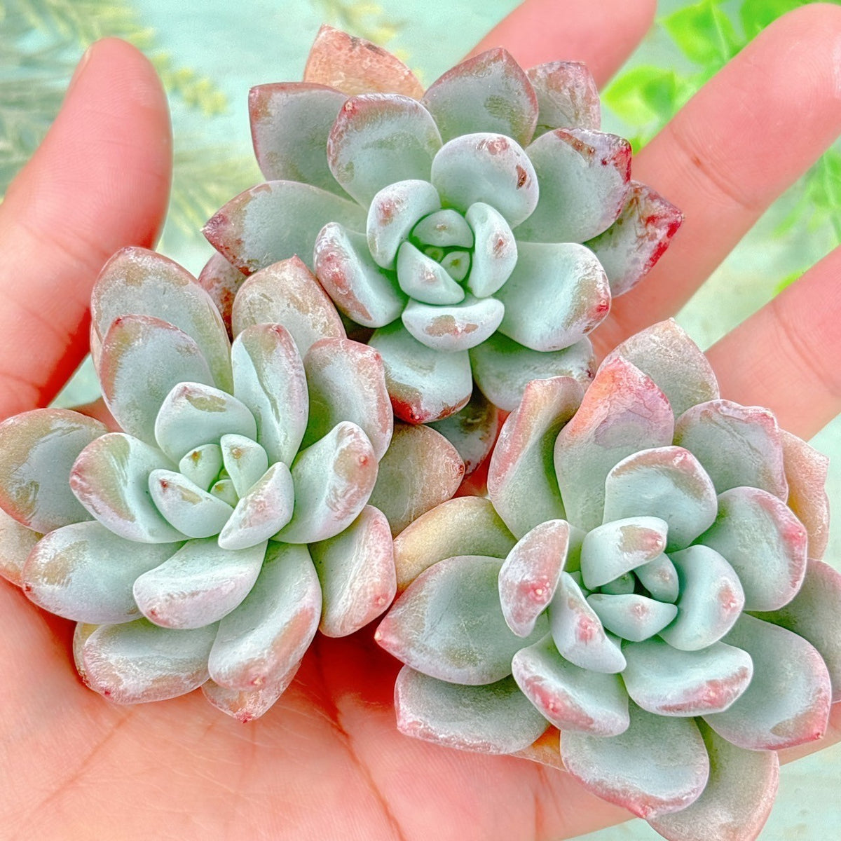 スターモンロー A品 – Bull Succulent