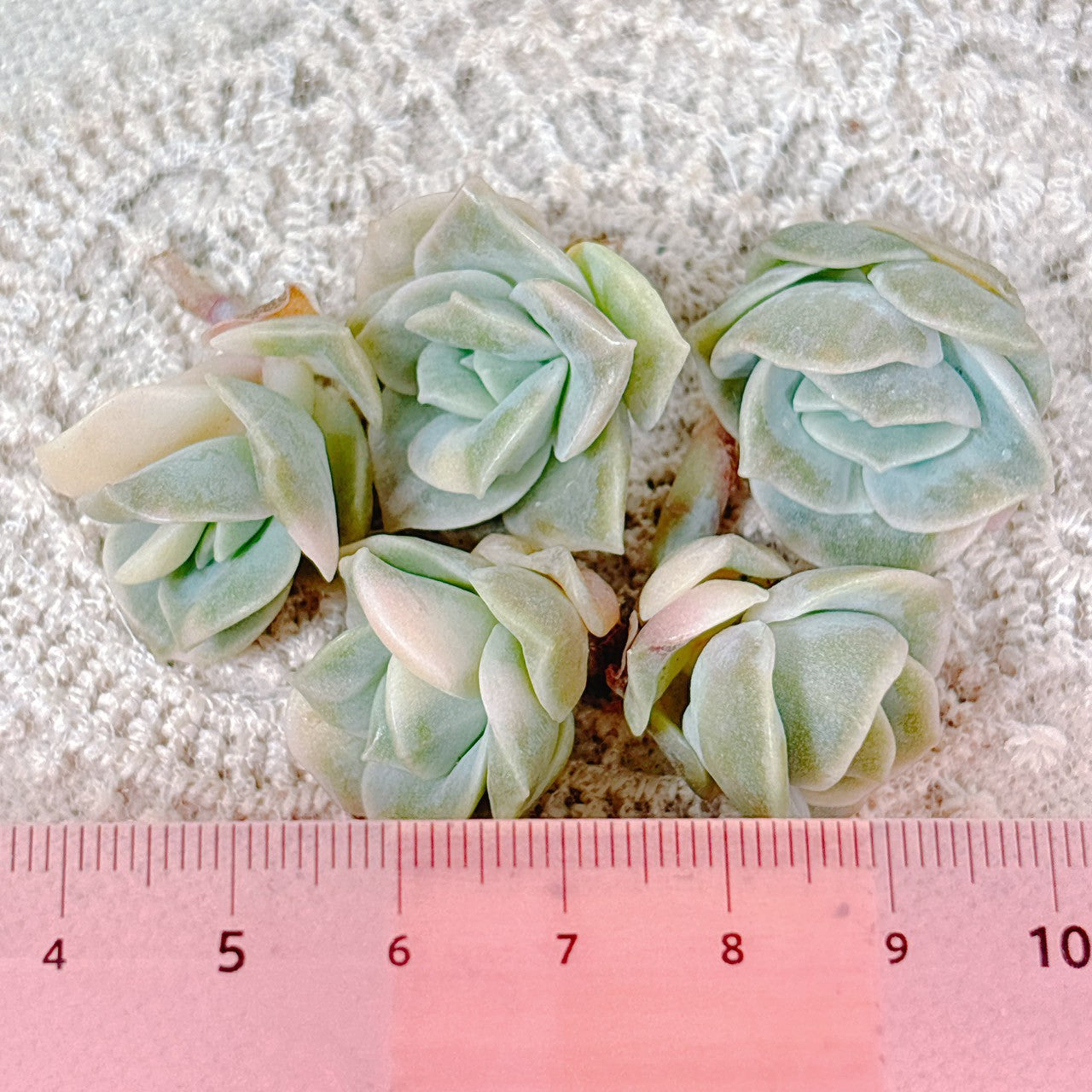 ラブリーローズ錦 小苗 A品 – Bull Succulent