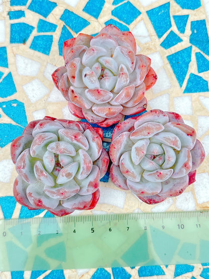 モンロー　特級品