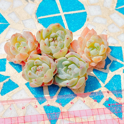 スモールベルト　A品　小苗