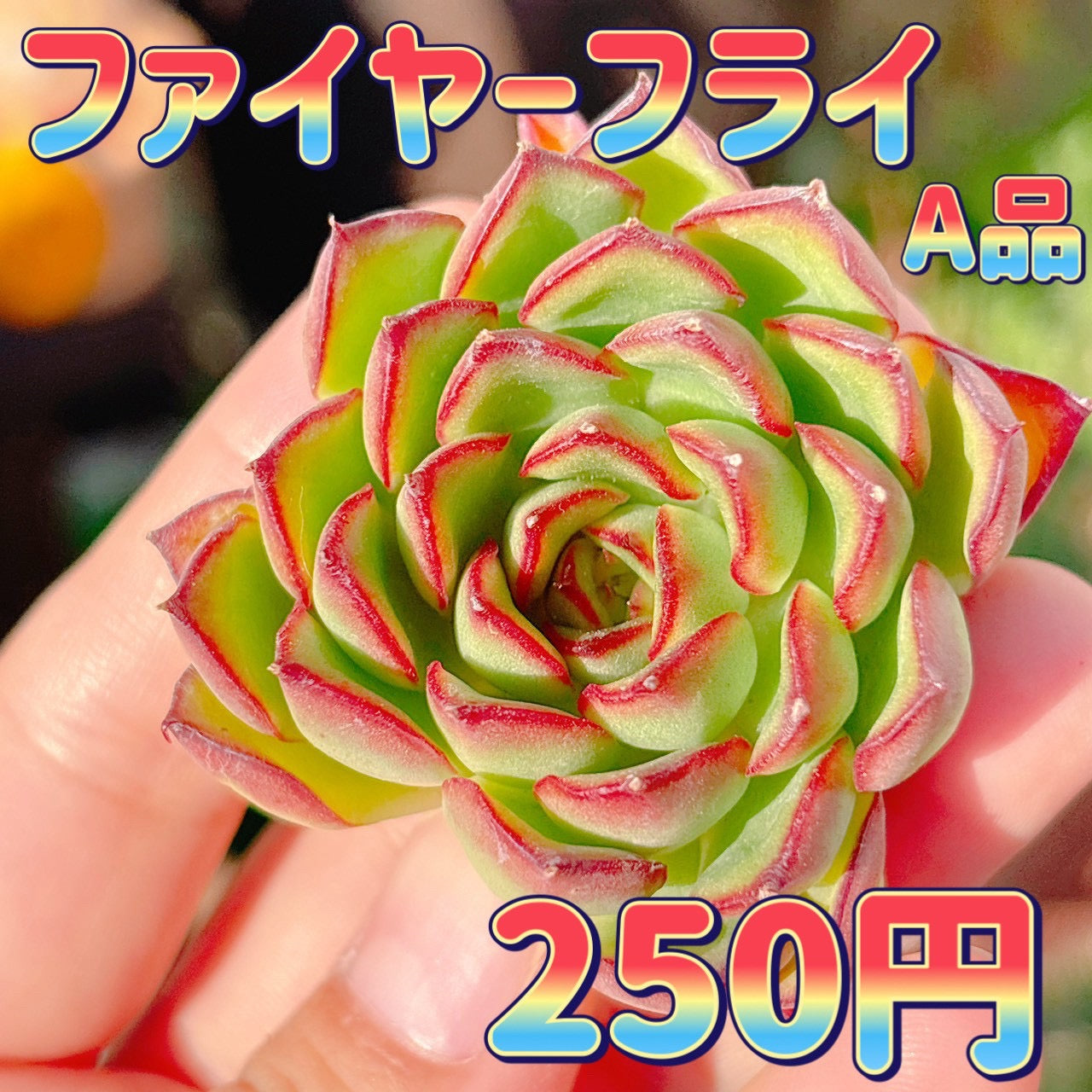ファイヤーフライ A品