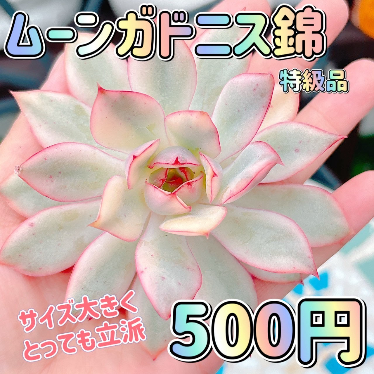 ムーンガドニス錦　特級品