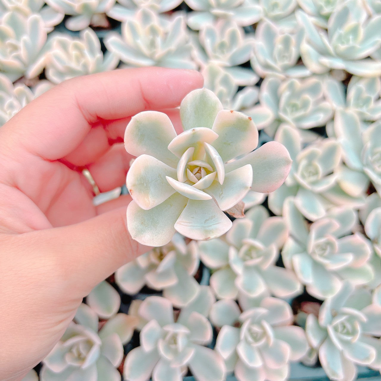 ルンヨニー錦 A品 プラグ苗 – Bull Succulent